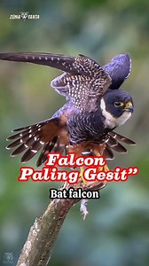 Bat Falcon: Pemburu Udara yang Menangkap Mangsa Saat Terbang | Fakta Unik Burung Predator #batfalcon #faktaburung #burungpemangsa #faktaalam #wildlife #zonafakta | Zona Fakta