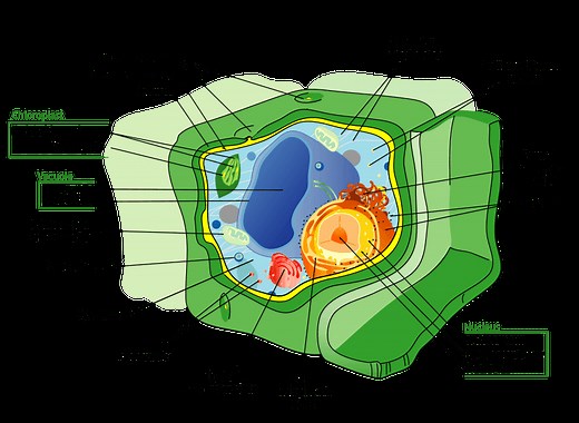 Membrane bound organelles in a cell and Functions - Jotscroll