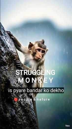 The Monkey That Survived The Impossible