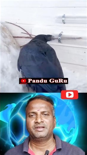 కాకి తెలివి👌#crow #intelligence #food #stick #pipe #telugu #viralshorts #trendingshorts #subscribe