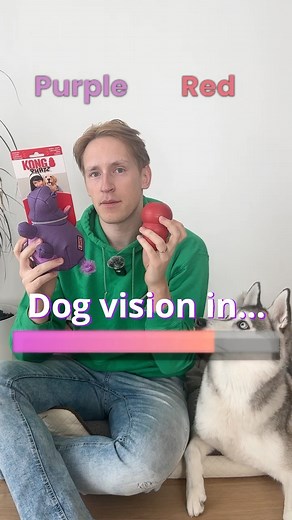 Dog vision quiz #dog #colors #eyes