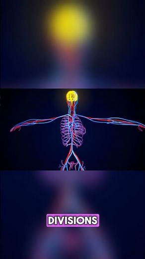 (ch15.5)Autonomic Nervous System | Peripheral Nervous System