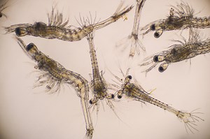 Shrimp, Zoea stage and Mysis stage of Vannamei shrimp in light...