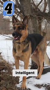 German Shepherd Power Intelligence, loyalty, and unmatched work drive. The German Shepherd is built to protect, serve, and lead. #GermanShepherd #GSD #WorkingDog #ProtectionDog #DogLovers | Volodymyr Pylypyak