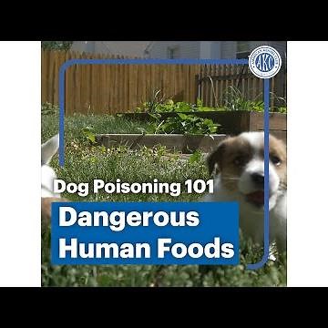Dog poisoning 101 - Dangerous Human foods