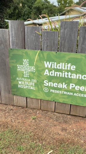 I knew the Australia Zoo Wildlife Hospital played a critical role in caring for our native animals, but seeing the behind‑the‑scenes work firsthand is something else entirely! What you don’t always see is the quiet, skilled, and constant work happening every hour of the day… Emergency surgeries, rehabilitation, specialised treatment plans, and the compassion that guides every decision. It’s a world of extraordinary expertise and unwavering dedication, where each patient, no matter how small, is 