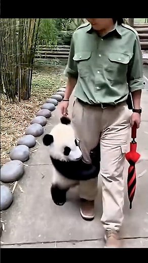 Best Panda Moments