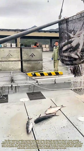 Net to Next: The Ship-to-Shore Lifeline for Live Fish