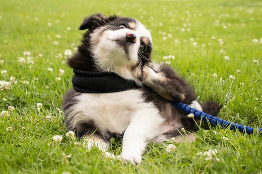 What to Do if Your Puppy Is Scratching and Itching