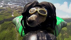 Un chien fait du wingsuit