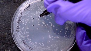 Isolation and Identification of Waterborne Antibiotic-Resistant Bacteria and Molecular Characterization of their Antibiotic Resistance Genes