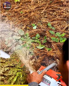 28K views · 138 reactions | How Sawmills Transform Trees into Timber: A Journey in Woodworking. #woodprocessing | Fun club | Facebook