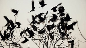 clip-1100333469-crows-fly-top-tree-wildlife-4k-footage