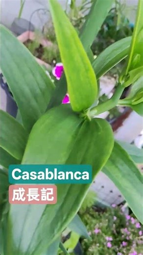 カサブランカ成長記 #flower #お花 #gardening #casablanca #花