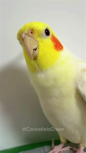 The chirping of a cockatiel is heartwarming and sure to bring a smile. 🥰🦜 #cockatielscraze