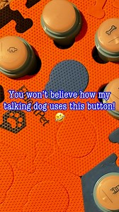 Everyone’s always saying to add more buttons and I’m always saying we have so many buttons he barely uses, like Today 🤣🔗Button link in bio! 🔗 (current sale: 12% off $50 or more! Use code: MYLO) #talkingdogsofinstagram #fluentpet #smartdog #ohmymylo | Ohmymylo