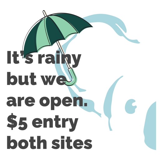 3.7K views · 60 reactions | SATURDAY 18 JAN - $5 ENTRY  It is rainy...
