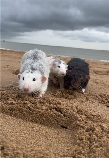 Meet 8 New Male Pet Rats Ready for Their Debut