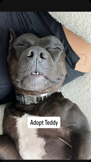 Teddy #A2603551 is the dream dog. He gentle, smart, well mannered, plays fetch, calm, easy to walk on the leash, cuddly, dog friendly, cat friendly, house trained….and he’s only 2 years young. He is a gentle old soul who has stolen the heart of anyone who has met him. Having spent over half his life in the shelter after his family cruelly abandoned him in an empty home - we are making it our mission to find him a home as perfect as he is! Internet, do your thing - like, comment, share - anything