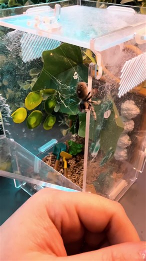 Caring for Older Jumping Spiders: Tips and Insights