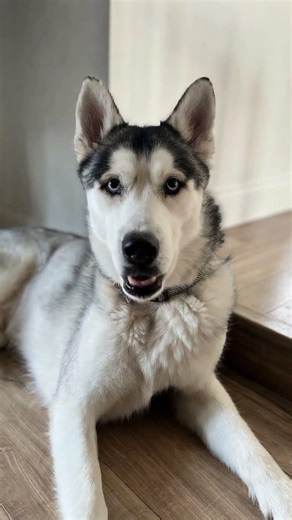 Meet Lobo: Your Future Best Friend Who’s Expert in Stealing Socks and Hearts! ?❤️ #AdoptDontShop
