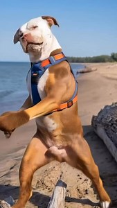 Mausi learned a new trick 😂😂😂 #clutchkennels #americanbullyxl #dogsofinstagram #thexlfiles #mausiandkronk | Brianna Rechichar