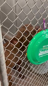 Our enrichment program is an important part of making our shelter dogs' time here happier and more fulfilling! ❤🐾 Today the dogs enjoyed some tasty frisbee treats! 🥏🦴 You can help contribute by donating needed items through our Amazon wish list link ⬇️ https://www.amazon.com/hz/wishlist/ls/88M5QEHV9YVJ?ref_=wl_share Thank you for helping make our furry friends' shelter stay better!❣️ | Friends of Burlington County Animal Shelter