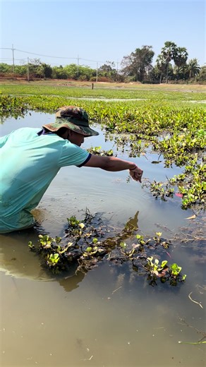 Discovering Stunning Betta Fish in a Giant Lake
