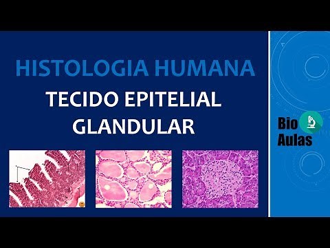 Glandular Epithelial Tissue: Exocrine, Endocrine and Amphitrine Glands - Human Histology