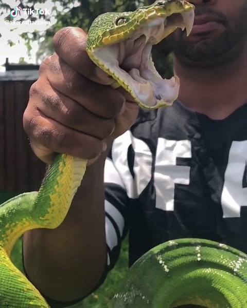 Emerald tree boas have the longest teeth 🦷 for non venomous snakes 😳 follow our YouTube for more 🤙🏽🐍