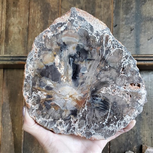 Petrified Wood Large Tree Trunk Slab Slice Display Crystal Decor | 1210 Grams - Etsy
