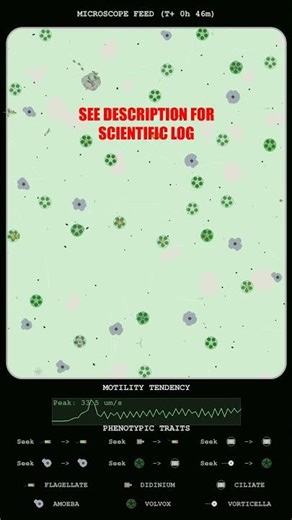 Observation of Sustained Amoebic Aggregation and Predatory Surges
