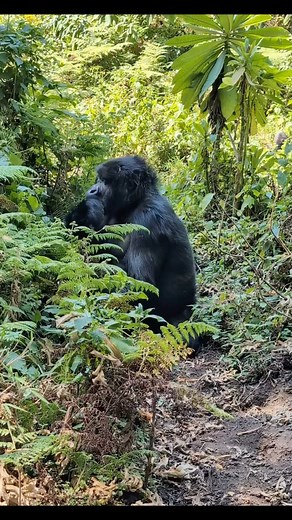 Why are gorillas endangered: Threats to the mountain gorillas The major threats to gorillas are deforestation, habitat loss and climate change. Also, poaching on the gorillas still occur. The locals like to eat gorilla meat, the meat “bush meat” is of great demand on the black market. People seem to like to eat meat from endangered species including gorillas and other great apes. Fortunately, the population of mountain gorilla is steadily increasing again thanks to tremendous conservation effort