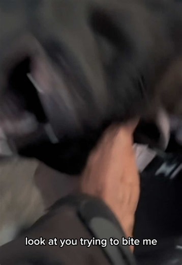 Should I Show Part 2? Akita Puppies Bite Me — Should I Share the Video