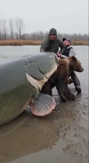Giant Catfish vs Bear — Insane River Rescue