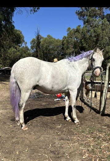 Transforming Your Horse into a Real-Life My Little Pony