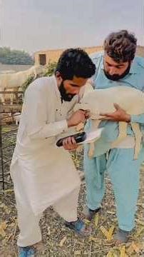 Goats 🐐 identification wait for end