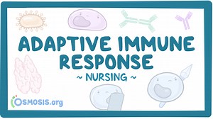Immune response - Adaptive: Nursing: Video & Causes | Osmosis
