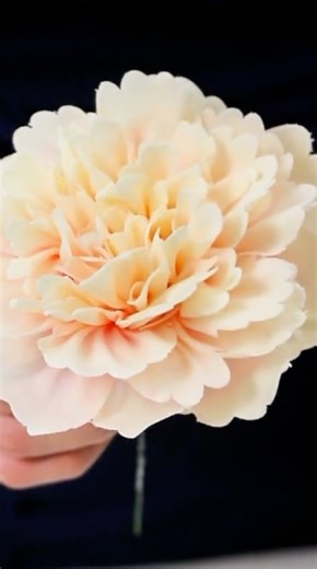 17K views · 216 reactions | A gifted chef created a "blooming peony flower" by using white chocolate, impressing many viewers as he unveiled the creative process behind it. The peony flower is a symbol of wealth in Chinese culture. #FunChina #Delicacy #SharedFuture10Years #TheNewSilkRoad | China Plus Culture | Facebook