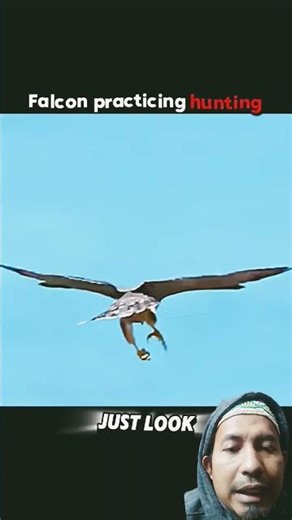 Falcon hunting in the air #birds #falcon #wildlife #animals