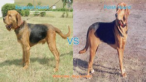 Bulgarian Hound vs. Polish Hound: A Comparison of Two Remarkable Dog Breeds
