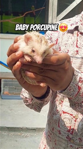 #newborn Baby Porcupines #baby #cute #animals #porcupines #farm #farming #farmlife #shorts #short