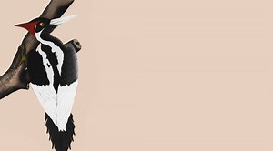 22 Animals That Went Extinct in 2021