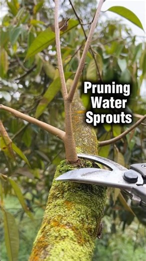 Pruning Water Sprouts #pruning #satisfyingvideo #durian #pruningshears