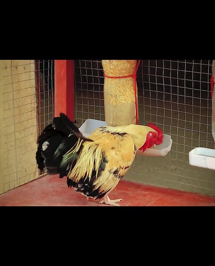 DIY Automatic Chicken Feeding Trough Using Plastic Bottles