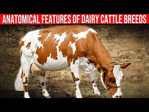 ⭕ Anatomical Features Of Dairy Cattle Breeds.✅