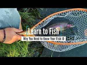 Learn to Fish: Why You Need to Know Your Fish ID | GoFishBC