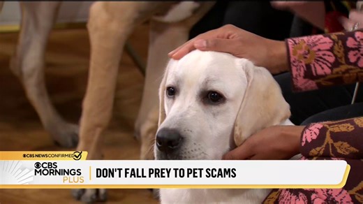 4.3K views · 19 reactions | Puppy scams are on the rise. In 2023, about 2,500 pet scams were reported in the U.S. with the median loss per incident being $700. American Kennel Club's Brandi Munden shares tips on how to spot a scam. | CBS Mornings | Facebook