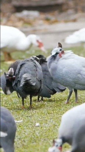 Natural Guinea Fowl and Duck Sounds (Backyard Bird Life)
