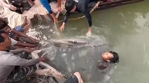 Huge and rare Mekong catfish is spotted in Cambodia, raising conservation hopes